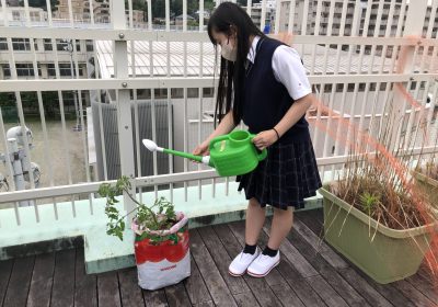 トマトバッグにフルーツトマトの苗を植えました