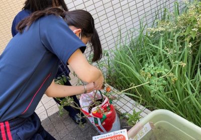 じゃんけんで収穫する人を決めて