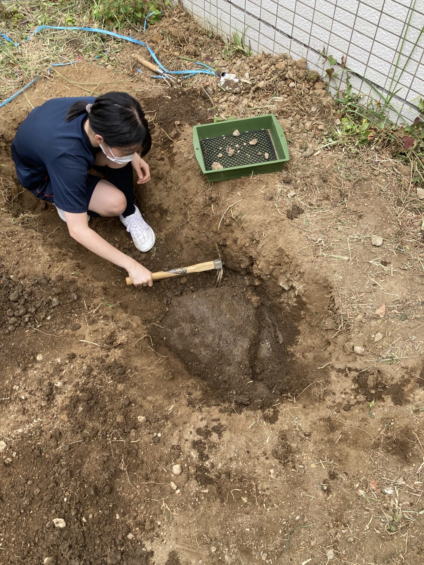 にんじんを植えられるように…