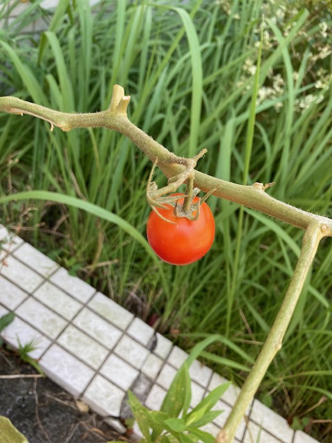 何とか実ったトマト！