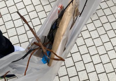 この鉄のワイヤーみたいなものは何?!