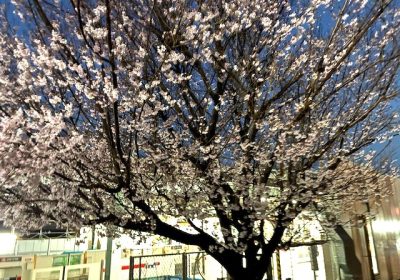 もう春ですね（数日前＠大倉山）