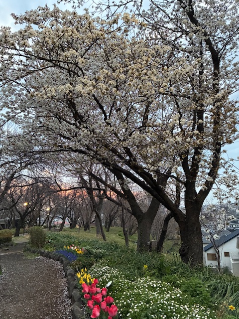近くの公園では満開ですが…