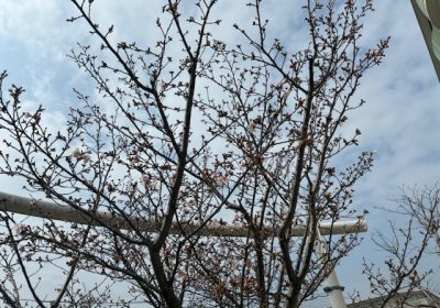 本校の校門脇の桜はこんな感じ