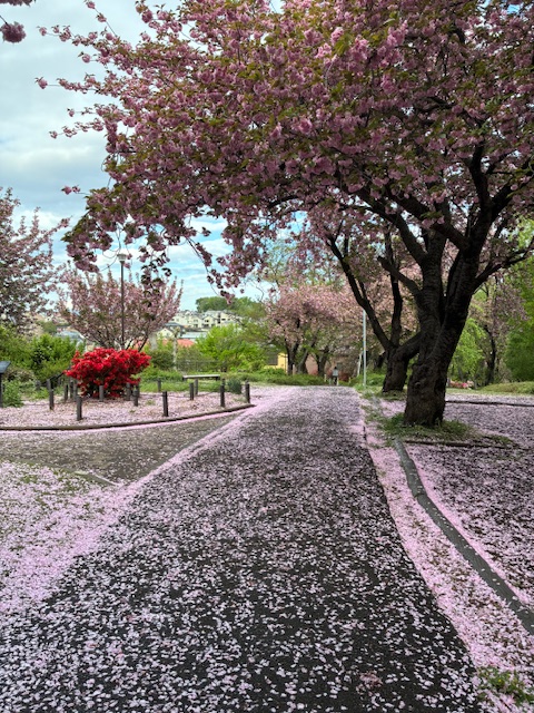 近隣の八重桜の木