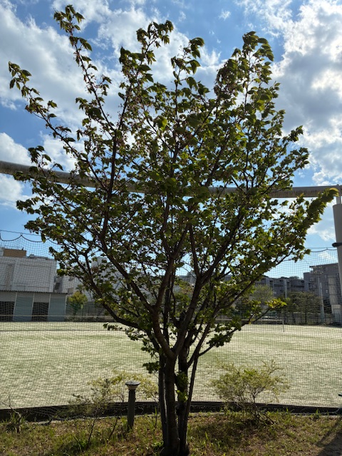 正門前の桜の木