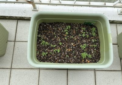・・・あ、あれ？