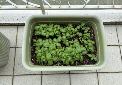 元気！（しかもバジルの良い香り！）